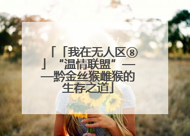 「我在无人区⑧」“温情联盟”——黔金丝猴雌猴的生存之道