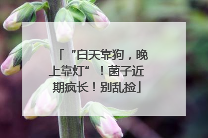 “白天靠狗，晚上靠灯”！菌子近期疯长！别乱捡