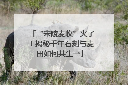 “宋陵麦收”火了！揭秘千年石刻与麦田如何共生→