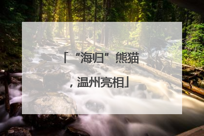 “海归”熊猫，温州亮相