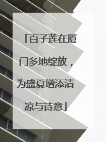 百子莲在厦门多地绽放，为盛夏增添清凉与诗意