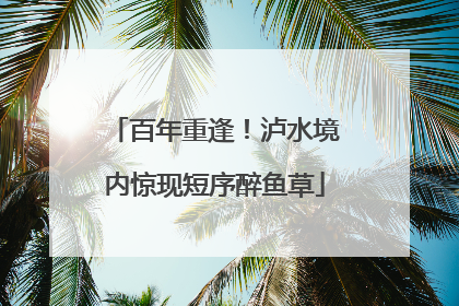 百年重逢！泸水境内惊现短序醉鱼草