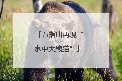 五指山再现“水中大熊猫”