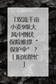 双流千亩小麦9级大风中倒伏 保险难撑“保护伞”？丨阳光帮忙