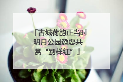 古城荷韵正当时 明月公园邀您共赏“别样红”