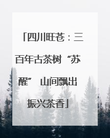 四川旺苍：三百年古茶树“苏醒” 山间飘出振兴茶香