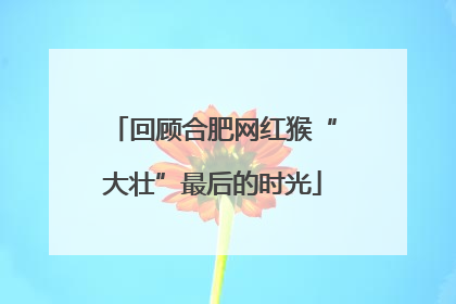 回顾合肥网红猴“大壮”最后的时光
