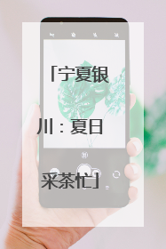 宁夏银川：夏日采茶忙
