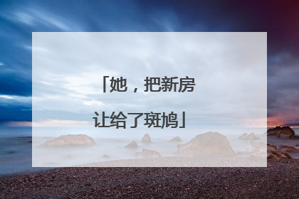 她，把新房让给了斑鸠