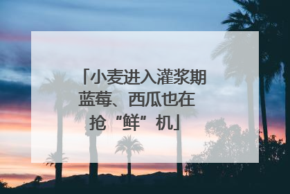 小麦进入灌浆期 蓝莓、西瓜也在抢“鲜”机