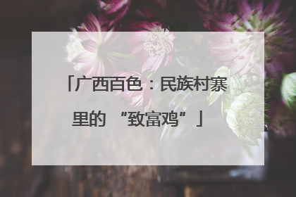 广西百色：民族村寨里的 “致富鸡”