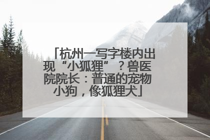 杭州一写字楼内出现“小狐狸”？兽医院院长：普通的宠物小狗，像狐狸犬