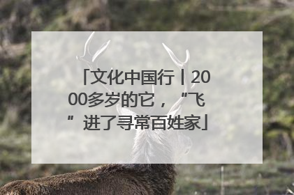 文化中国行丨2000多岁的它，“飞”进了寻常百姓家