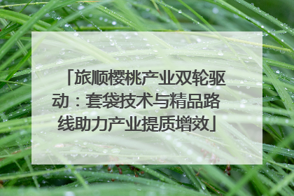 旅顺樱桃产业双轮驱动：套袋技术与精品路线助力产业提质增效