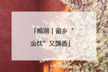 晚潮｜畲乡“金枕”又飘香