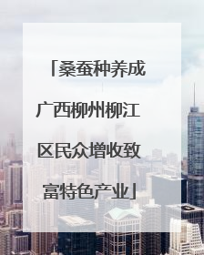 桑蚕种养成广西柳州柳江区民众增收致富特色产业