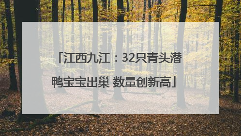 江西九江：32只青头潜鸭宝宝出巢 数量创新高