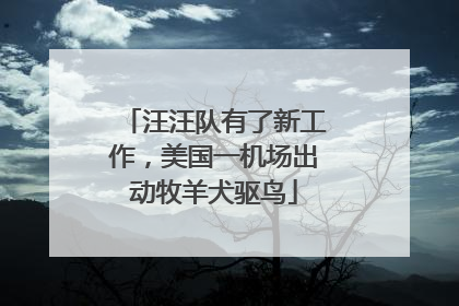 汪汪队有了新工作，美国一机场出动牧羊犬驱鸟