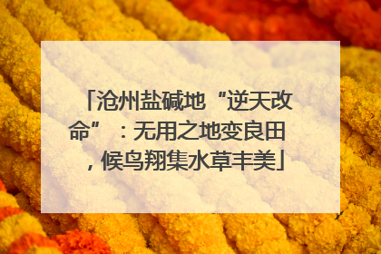沧州盐碱地“逆天改命”：无用之地变良田，候鸟翔集水草丰美