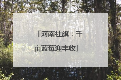 河南社旗：千亩蓝莓迎丰收