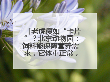 老虎瘦如“卡片”？北京动物园：饲料能保障营养需求，它体重正常，放心吧