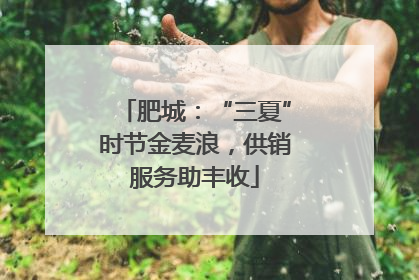 肥城：“三夏”时节金麦浪，供销服务助丰收