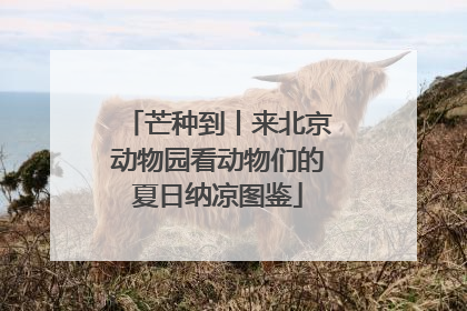 芒种到丨来北京动物园看动物们的夏日纳凉图鉴