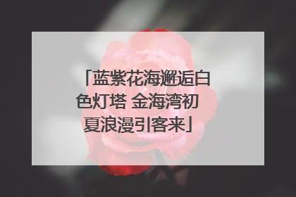 蓝紫花海邂逅白色灯塔 金海湾初夏浪漫引客来