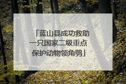 蓝山县成功救助一只国家二级重点保护动物领角鸮