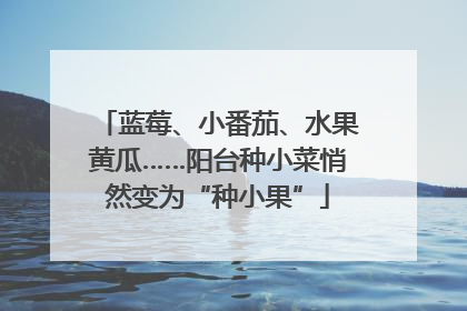 蓝莓、小番茄、水果黄瓜……阳台种小菜悄然变为“种小果”
