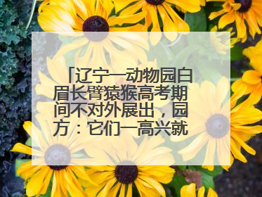 辽宁一动物园白眉长臂猿猴高考期间不对外展出，园方：它们一高兴就喜欢鸣叫，怕影响考试