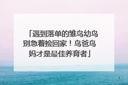 遇到落单的雏鸟幼鸟别急着捡回家！鸟爸鸟妈才是最佳养育者