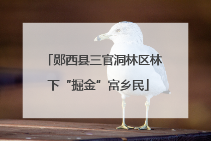 郧西县三官洞林区林下“掘金”富乡民