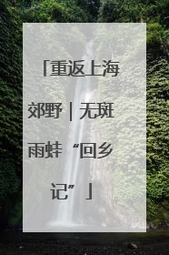 重返上海郊野｜无斑雨蛙“回乡记”