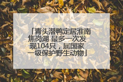 青头潜鸭定居淮南焦岗湖 最多一次发现104只，属国家一级保护野生动物