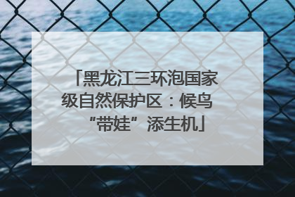 黑龙江三环泡国家级自然保护区：候鸟“带娃”添生机