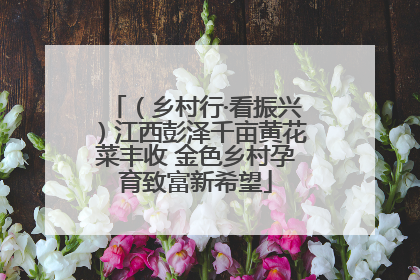 （乡村行·看振兴）江西彭泽千亩黄花菜丰收 金色乡村孕育致富新希望