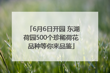 6月6日开园 东湖荷园500个珍稀荷花品种等你来品鉴